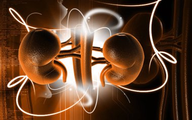 Digital illustration of kidney in colour background 	 clipart
