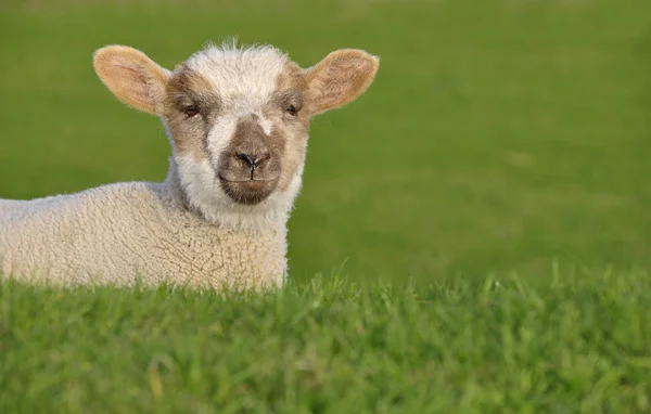 Landschaftlicher Blick Auf Die Landwirtschaft Selektiver Fokus — Stockfoto