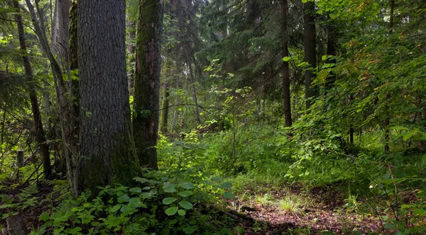 Estande Natural Reserva Paisagística Florestal Bialowieza Com Musgo Amieiro Envolto — Fotografia de Stock