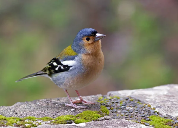 Scenic View Beautiful Cute Finch Bird — Stock Photo, Image