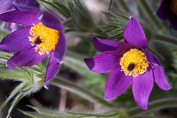 Mooie Bloemen Bloem Concept Achtergrond — Stockfoto