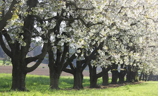 Piękne Botaniczne Ujęcie Naturalna Tapeta — Zdjęcie stockowe