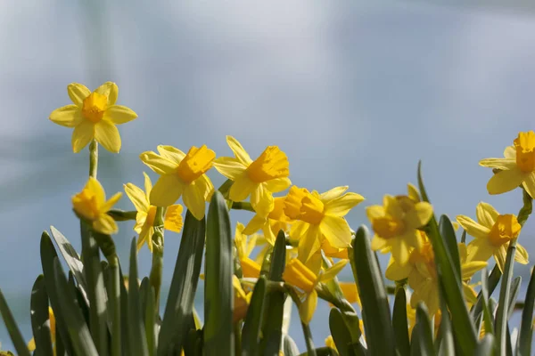 Sinos Páscoa Flor Amarelo Páscoa Céu Primavera Florescentes Primavera Mensageiros — Fotografia de Stock