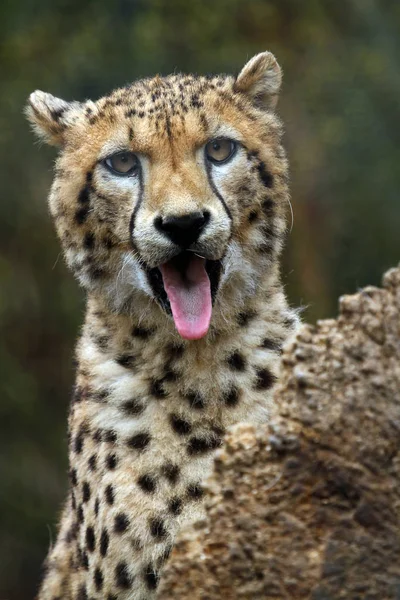 Feline Predator Wild Cheetah Mammal Animal — Stock Photo, Image