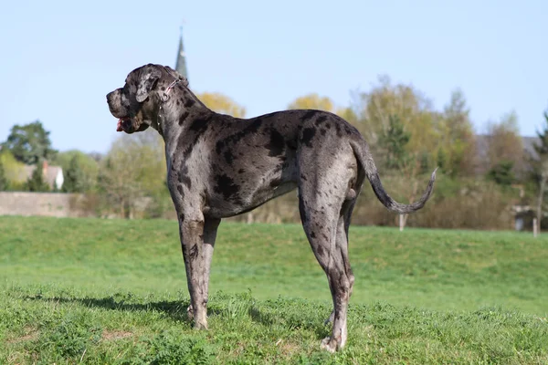 Schwarz Weißer Hund Steht Auf Dem Gras — Stockfoto