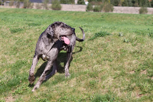 Cane Nel Parco — Foto Stock