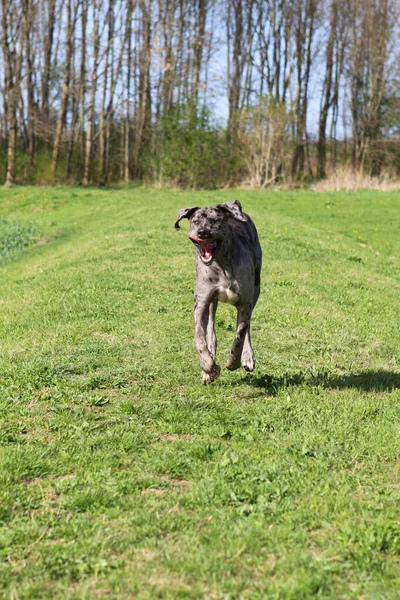 Portret Van Een Schattige Hond — Stockfoto