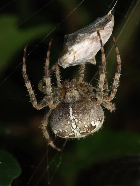 Gartenspinne Insektentier — Stockfoto