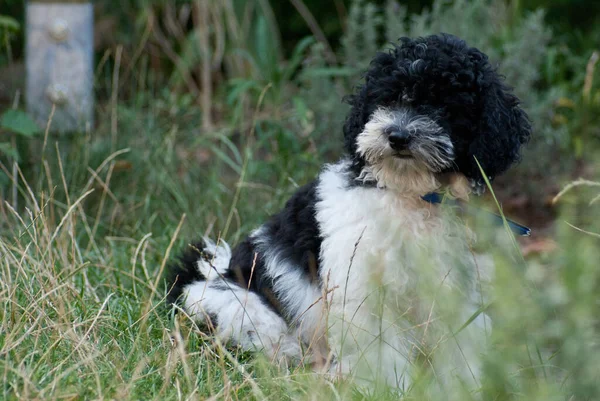 庭の犬の子犬 — ストック写真