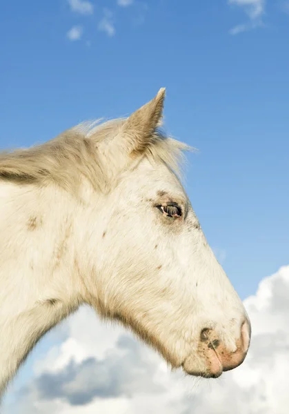 White Horse Equine Animal — Stock Photo, Image