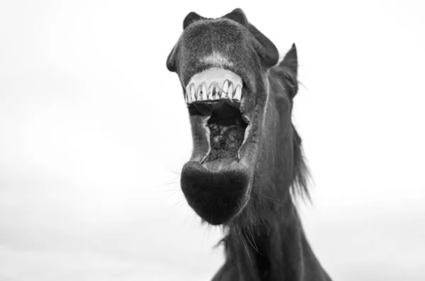 Černobílý Koňský Portrét — Stock fotografie