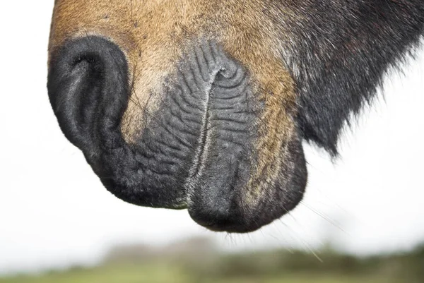 Naso Bocca Cavallo — Foto Stock