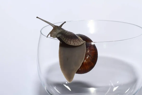 Close Snail White Background — Stock Photo, Image