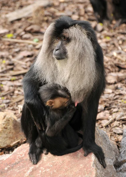 Macaco Coda Leone Con Giovani — Foto Stock