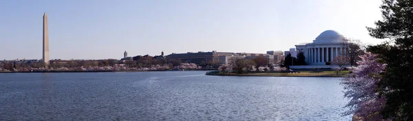Памятник Вашингтону Мемориал Джефферсона Панораме Приливного Бассейна Окружении Розовых Японских — стоковое фото