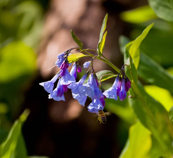 Campanas Azules Silvestres Frescas Bosque Primavera Cuando Las Flores Comienzan — Foto de Stock