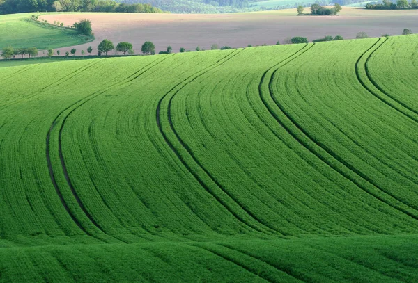 Landbouw Veld Landschap Platteland — Stockfoto