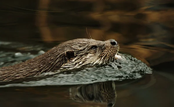 Otter Aquatic Animal Nature Fauna — Stock Photo, Image