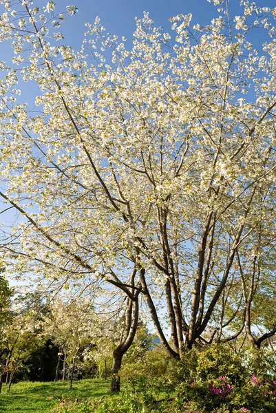 Sakura Cherry Blossoms Van Witte Bloemen Boom Onder Blauwe Hemel — Stockfoto