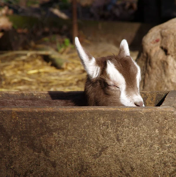 Vue Panoramique Sur Les Jeunes Animaux — Photo