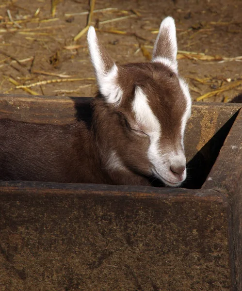 Jonge Dieren Selectieve Focus — Stockfoto