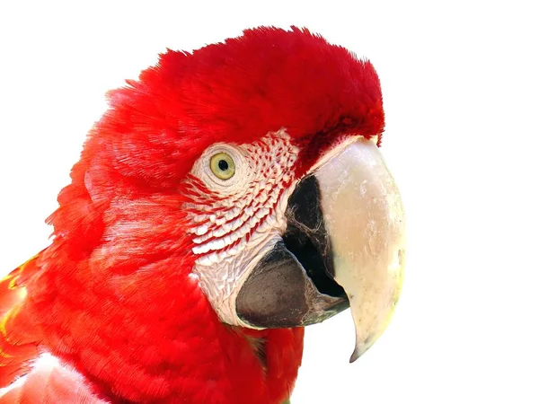 Red Macaw Isolado Fundo Branco — Fotografia de Stock