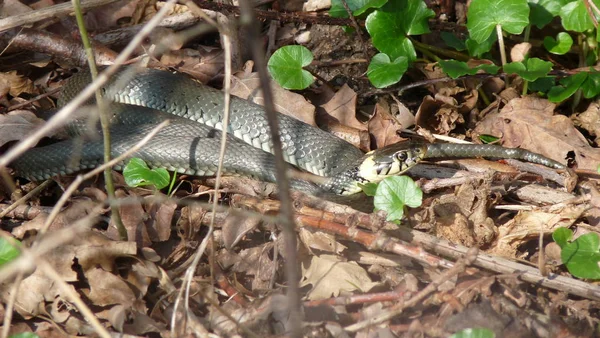 Cobra Grama Mundo Animal — Fotografia de Stock