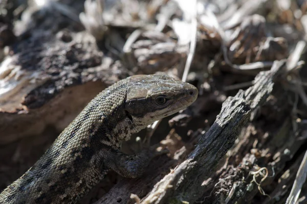 Waldeidechse Zootoca Vivipara Gyík Napozás — Stock Fotó