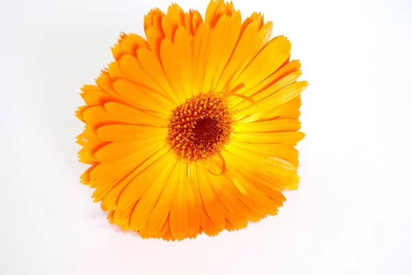 Vacker Gerbera Tusensköna Blomblad — Stockfoto