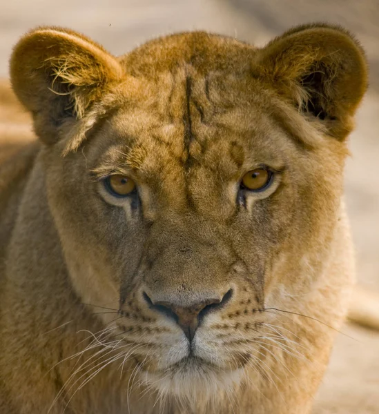 Löwenkatzenräuber Jäger — Stockfoto