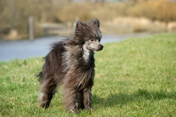 Portrait Cute Dog — Stock Photo, Image