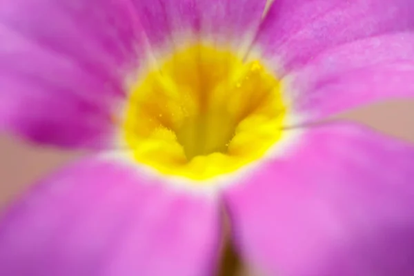Streszczenie Makro Kwiat Wiosennym Ogrodzie — Zdjęcie stockowe