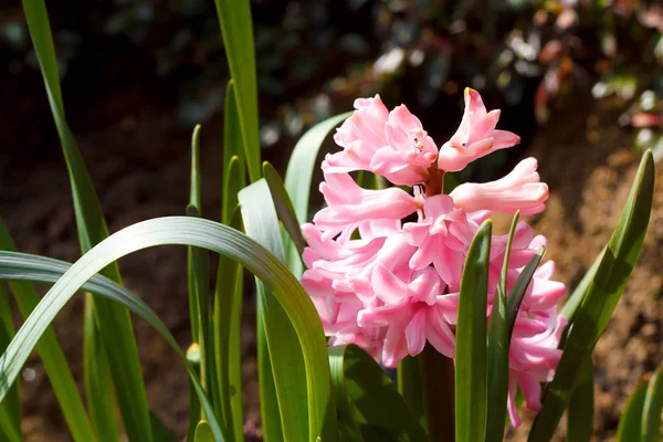 Рожевий Гіацинт Весняному Саду Сонячний День — стокове фото