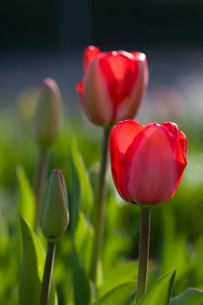Springtime Beautiful Spring Tulips Flowers Flora — Stock Photo, Image