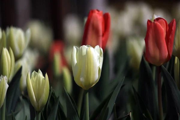Hermosos Tulipanes Primavera Flores Flora —  Fotos de Stock
