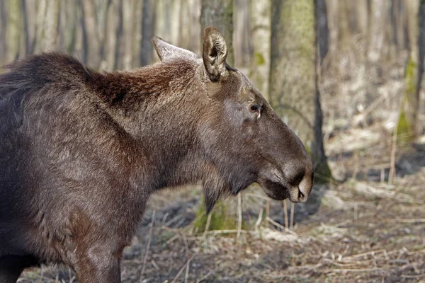 Hnědé Los Zvíře Los — Stock fotografie