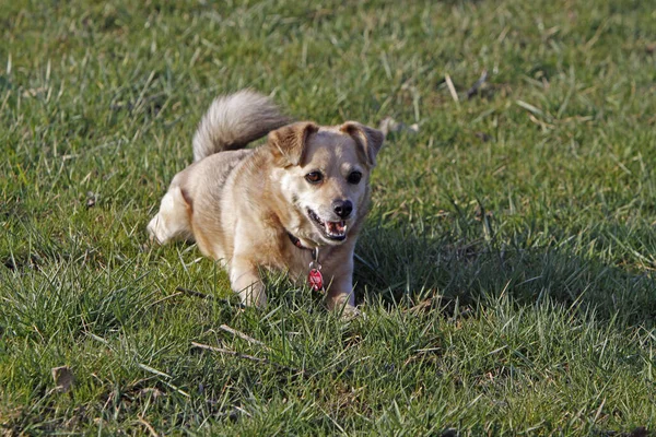 牧草地にいるモングレル犬は — ストック写真