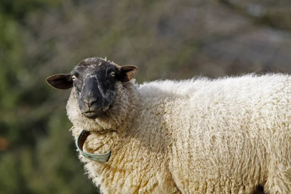 Schafe Auf Einer Weide — Stockfoto