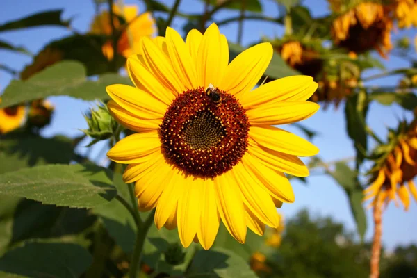 Tournesol Coloré Avec Bourdon — Photo