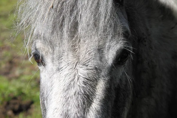 Koňské Zvíře Stádo Hospodářských Zvířat Příroda Fauny — Stock fotografie