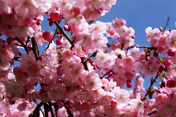 Kiraz Çiçekleri Bahar — Stok fotoğraf