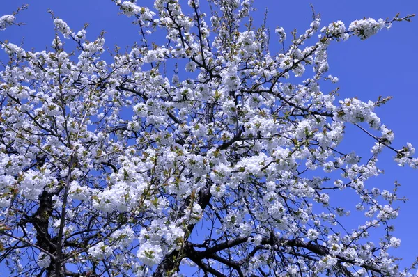 木の花木の枝に春の花 — ストック写真