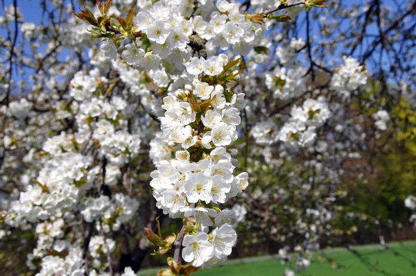 Kirschbaumblüten Siring — Stockfoto