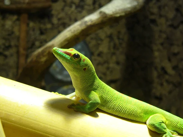 Animal Lagarto Réptil Iguana — Fotografia de Stock