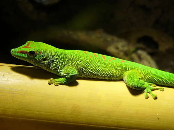 Exotische Wildechse Reptilientier — Stockfoto