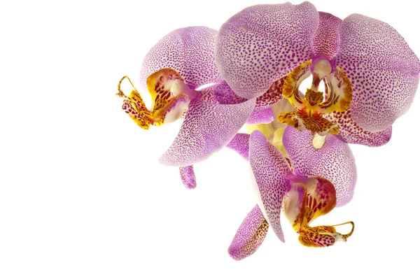 Blomblad Rosa Orkidé — Stockfoto