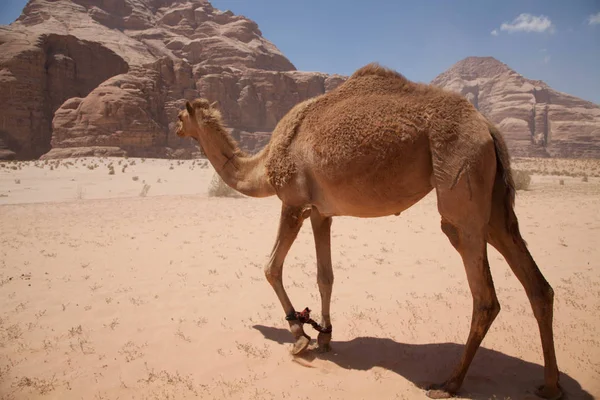Dromedaris Wadi Rum Woestijn Jordan — Stockfoto