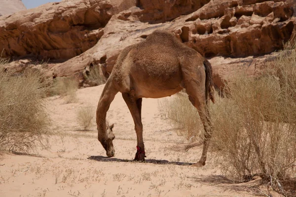 Δρομέας Στην Έρημο Ρούμι Wadi Στην Ιορδανία — Φωτογραφία Αρχείου