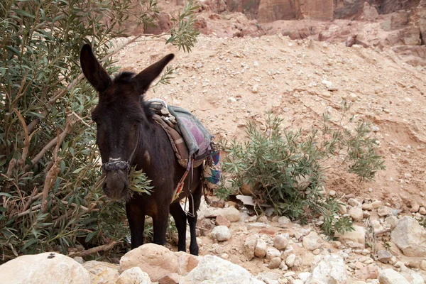 Asino Animale Fauna Bestiame — Foto Stock