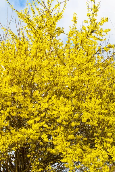 Mooi Botanisch Schot Natuurlijk Behang — Stockfoto